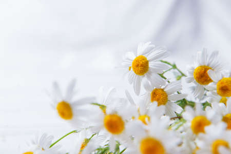 Camomile flowers on white blanket blur floral spring new home cozy domesticの写真素材