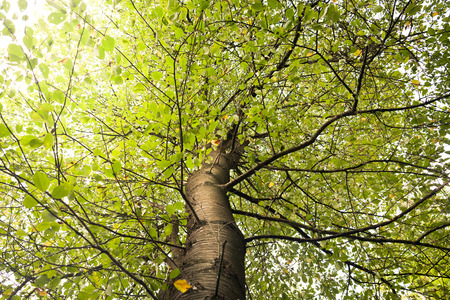 Tree branches bottom view with sunlight rays の写真素材