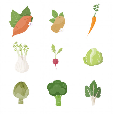Garden fresh vegetables set on white background, including sweet potato, potato, carrot, fennel, radish, cabbage, artichoke, broccoli and chardのイラスト素材