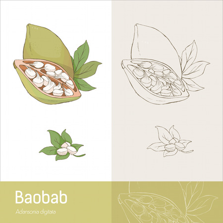 Hand drawn baobab fruit with leaves and seeds botanical drawingのイラスト素材