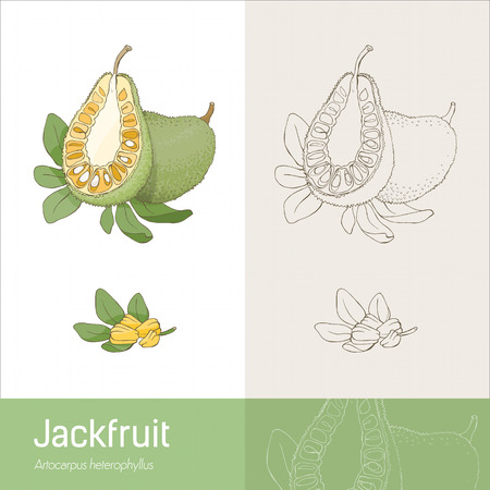 Jackfruit section fruit with leaves and seeds handmade botanical drawingのイラスト素材