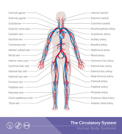 The circulatory or cardiovascular human body system medical illustrationのイラスト素材