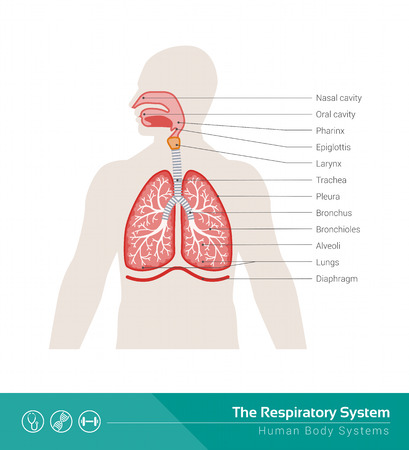 The human respiratory system medical illustration with internal organsのイラスト素材