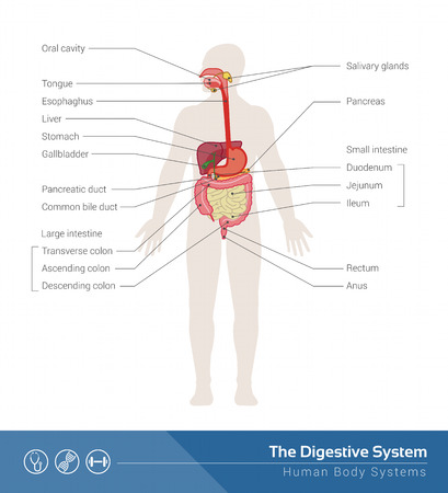 The human digestive system medical illustration with internal organsのイラスト素材
