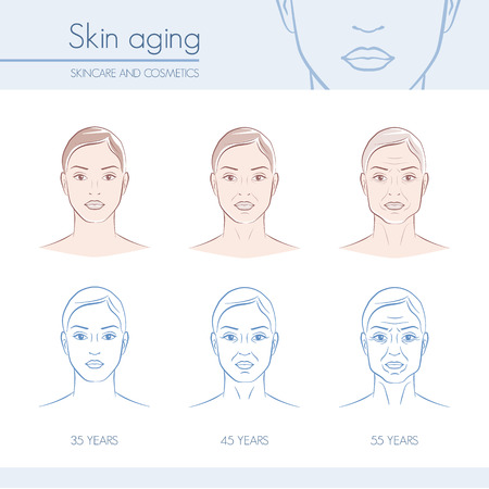 Skin aging stages on female faces, skincare and beauty infographicのイラスト素材