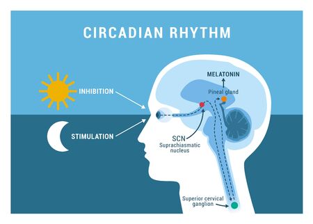 The circadian rhythm and sleep-wake cycle: how exposure to sunlight regulates melatonin secretion in the human brain and body processesのイラスト素材
