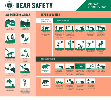 Bear safety infographic with icons set: how to avoid meeting a bear and how to act if you meet a bearのイラスト素材