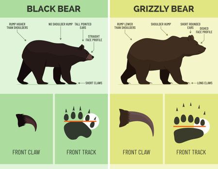 How to recognize Black bear and Grizzly bear, wildlife infographicのイラスト素材