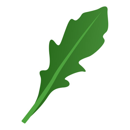 Fresh organic arugula leaf isolated, healthy food conceptのイラスト素材