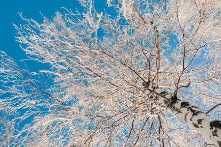 Snowed birch at blue sky backgroundの写真素材