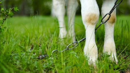 Feet of chained cow calf standing on the grass.