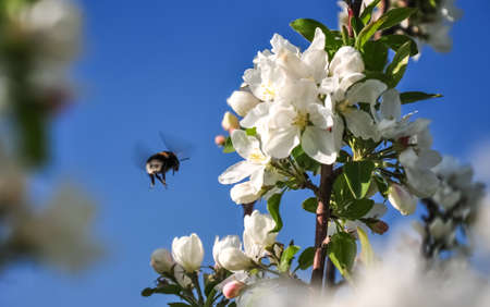 Bumblebee flying to blooming apple tree flower