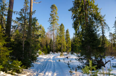 Road in winter forest in sunny clear dayの写真素材