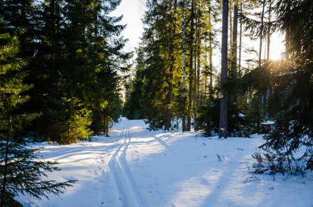 Ski tracks in winter forest at sunsetの写真素材