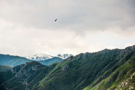 Hawk flying in the sky above the mountains. Altai, Russiaの写真素材