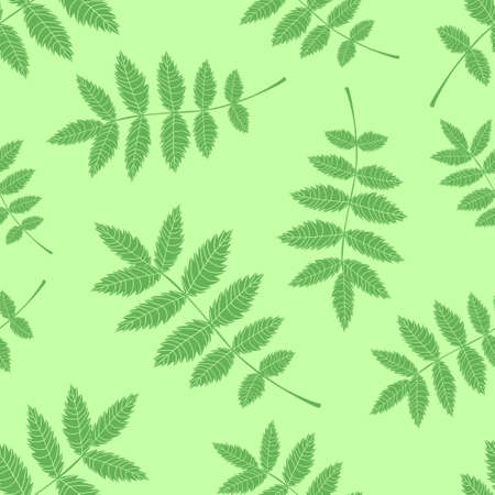 Seamless background from the leaves of mountain ash. Pattern.のイラスト素材