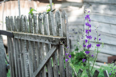 Purple flowers at background of old wooden fence.の写真素材