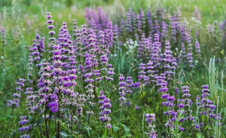 Wild salvia flowers on the meadow