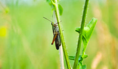 Green grasshopper on the grass. Insects wildlife. Nature macro photoの写真素材