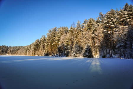 Frozen snowed lake and pine forest in sunny frosty winter dayの写真素材