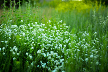 Little white flowers in the green fresh grass. Abstract Natural backgroundの写真素材
