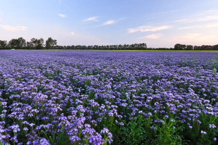 Purple flowers field on the sunset. Phacelia plantation. Honey plants. Beautiful countryside natural...