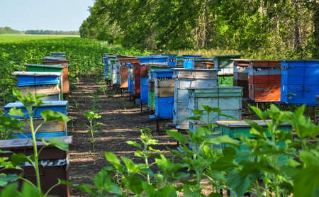 Beehives boxes in the field of honey plants.