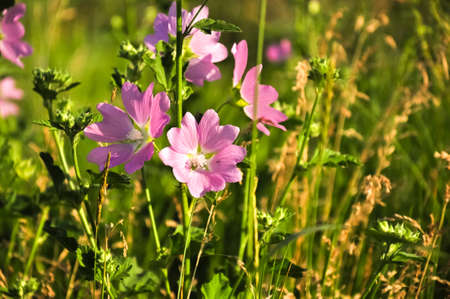 Beautiful pink wildflowers in the grass at evening sunlight.の写真素材