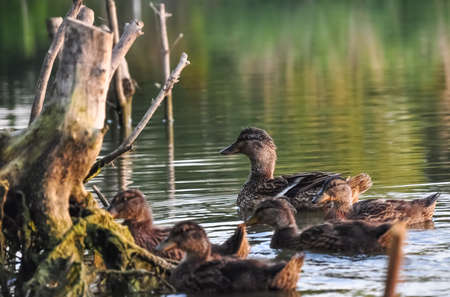 Duck with little young ducklings floating on the lake water.の写真素材