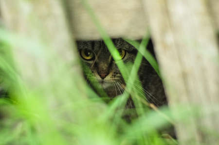 Cute kitten peeking out of the bushes. Hiding in the shadow and grassの写真素材