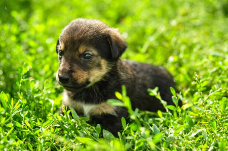 Cute funny little puppy in green fresh shining grass.の写真素材