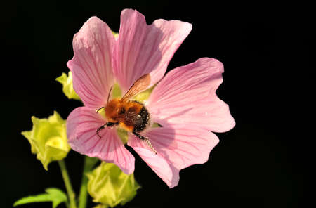 Bumblebee splotchy with pollen on pink wildflower isolated on black background