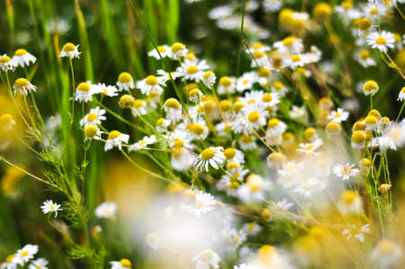 Beautiful blooming chamomile shining in the sunlight. Medical herbs. Spring aroma.の写真素材