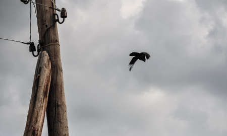 Black Crow flying in dark grey cloudy sky.の写真素材