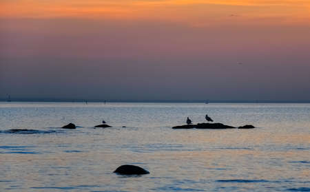 Seagulls sitting on stones in water. Wonderful sunset at Gulf of Finland.の写真素材