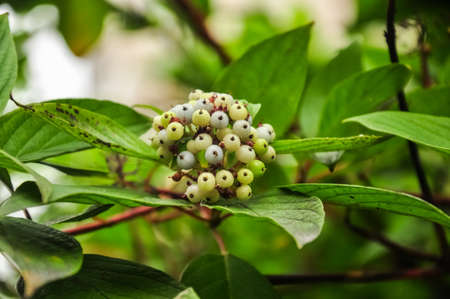 Svidina, dogwood, white telikraniya,Cornus alba berries macro photoの写真素材