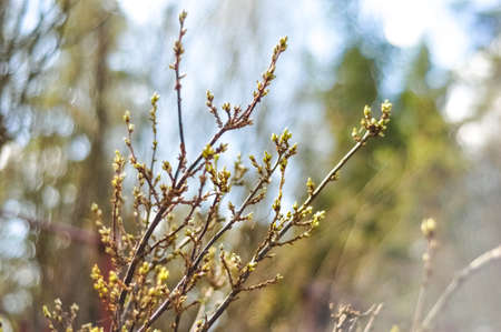 Spring bush branches with buds on backround of blurred bokeh.の写真素材