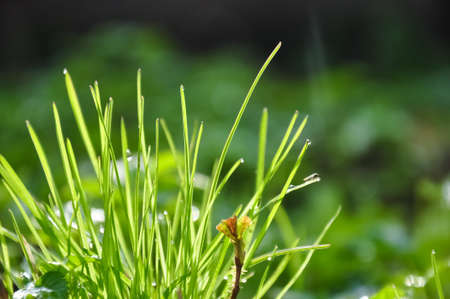 Green grass with drops of dew on blurred background.の写真素材