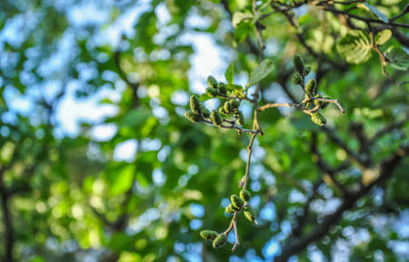 Green cones and branches of alder tree on blurred background.の写真素材