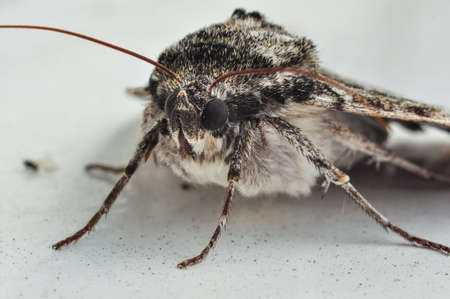Moth portrait. Closeup macro photo on white background.の写真素材