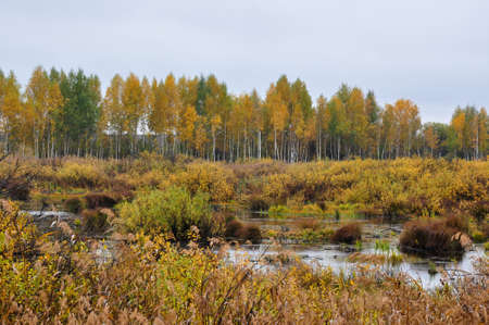 Overgrown swamp in the autumn birch forest landscape.の写真素材