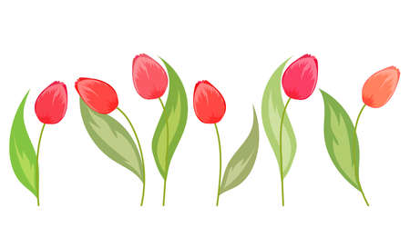 Spring flowers tulips on a white backgroundのイラスト素材