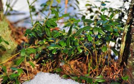 Cowberry bush surrounded by snow. Lingonberry macro photo.の写真素材