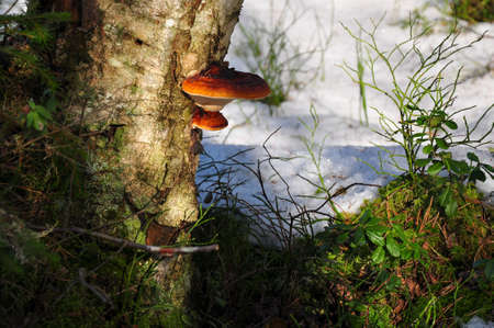 Tinder fungus growing on stump. Closeup scene of russian forestの写真素材