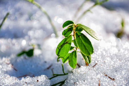 Cowberry bush surrounded by snow. Lingonberry macro photo.の写真素材
