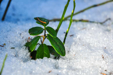 Cowberry bush surrounded by snow. Lingonberry macro photo.の写真素材