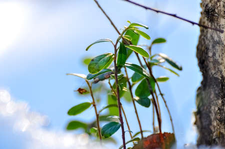 Cowberry bush surrounded by snow. Lingonberry macro photo.