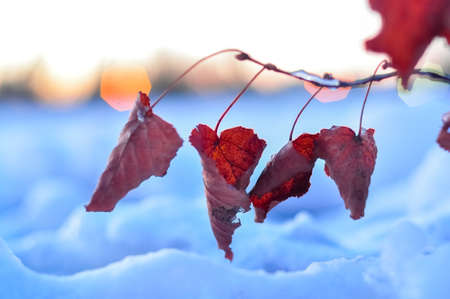 Red dry autumn leaves on the snow macro photoの写真素材