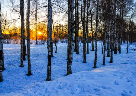 Birches in the winter morning park. Dawn sunlight. Nature landscapeの写真素材