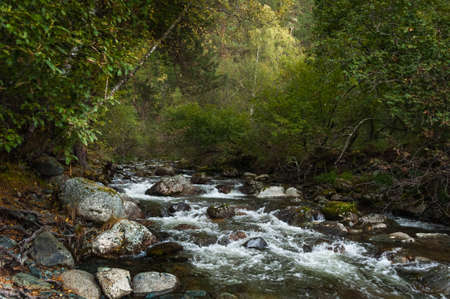 Stormy river flowing on the big stones in the forest. Teletskoye lake, Altai mountains.の写真素材